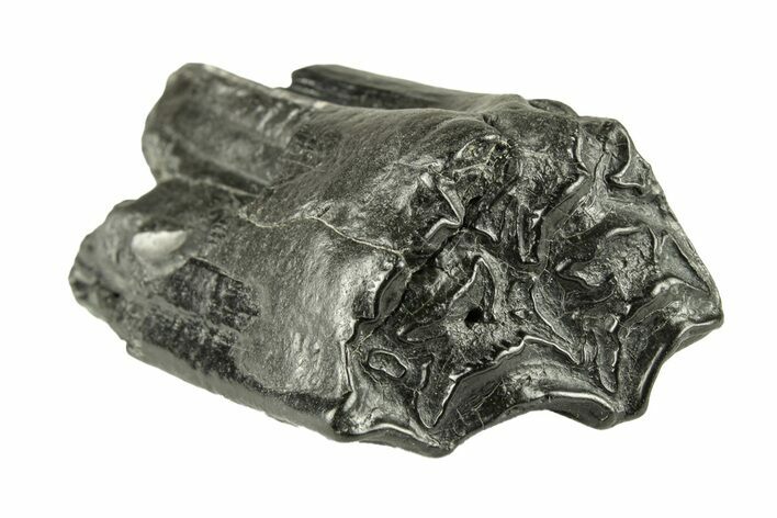 Pleistocene Aged Fossil Horse Tooth - South Carolina #251119